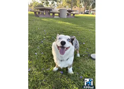 a pembroke welsh corgi dog sitting in a grassy area