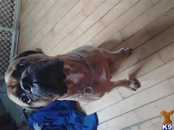 Bullmastiff