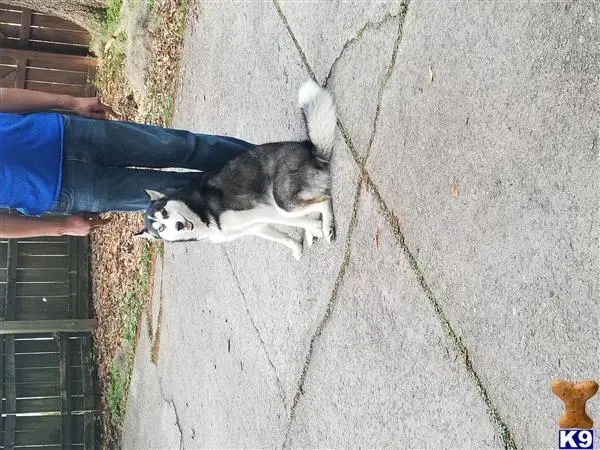 Siberian Husky female dog