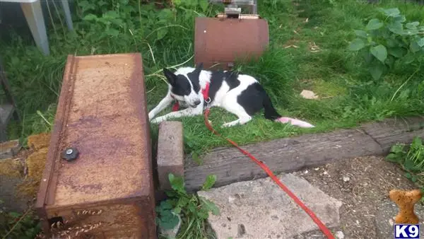 Border Collie stud dog