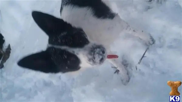 Border Collie stud dog