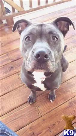 American Pit Bull female dog