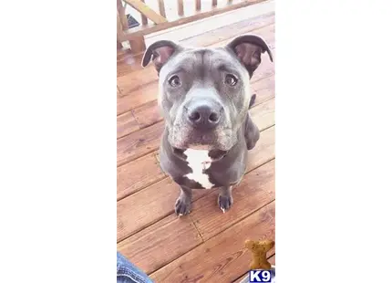American Pit Bull
