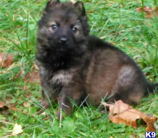 German Shepherd