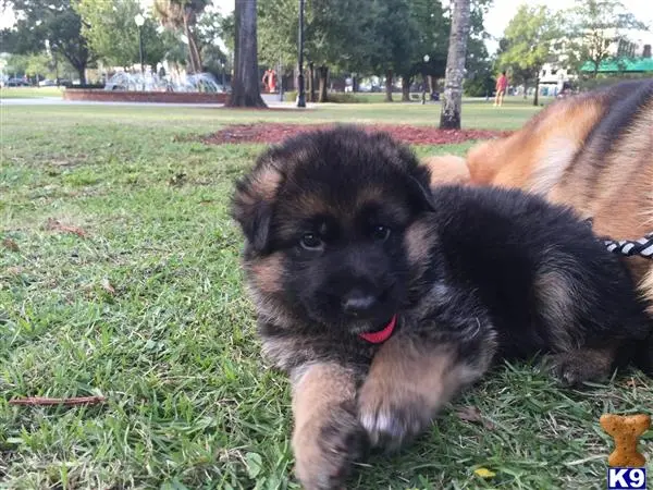 German Shepherd