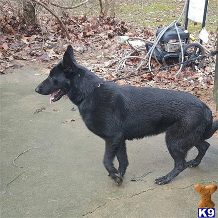 German Shepherd dog