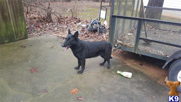 German Shepherd dog