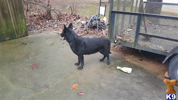 German Shepherd dog