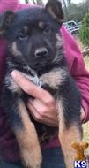 German Shepherd