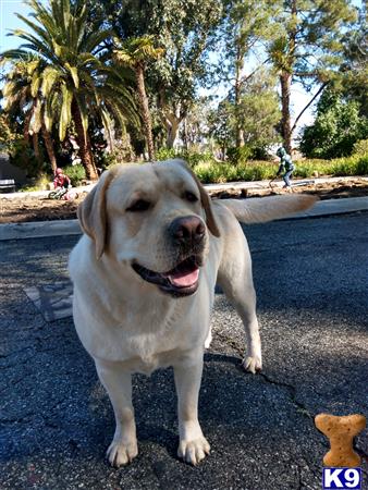 a labrador retriever dog standing on a paved area