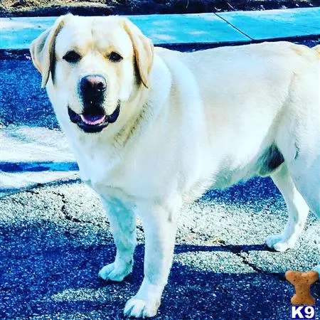 Labrador Retriever stud dog