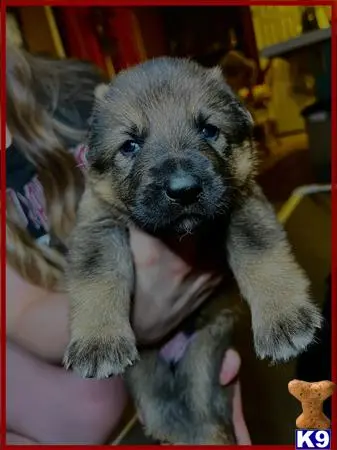 German Shepherd puppy for sale