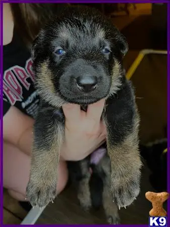 German Shepherd puppy for sale