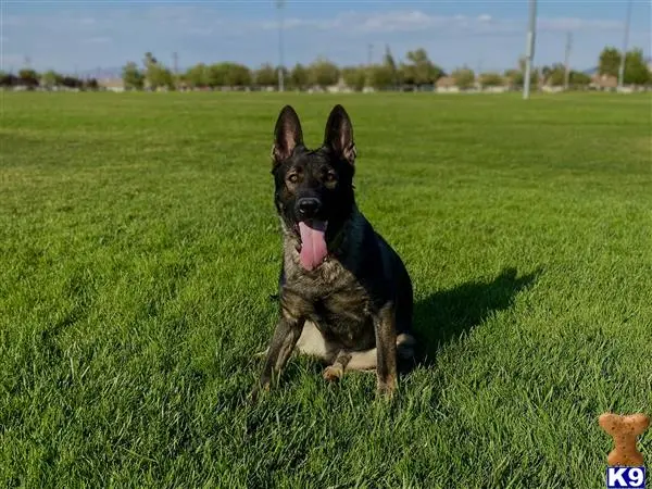 German Shepherd stud dog