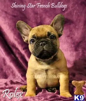 French Bulldog puppy for sale