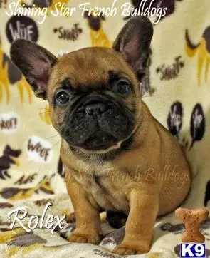 French Bulldog puppy for sale