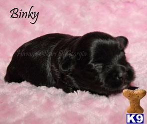 havanese puppy posted by jaillett