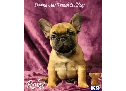 French Bulldog