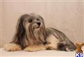havanese puppy posted by jaillett