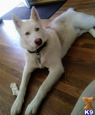 Siberian Husky