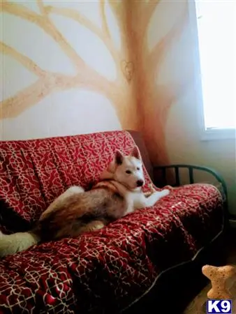 Siberian Husky stud dog