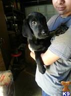 labrador retriever puppy posted by jajbcmom