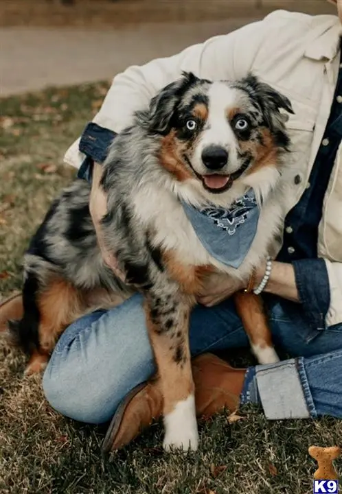 Australian Shepherd