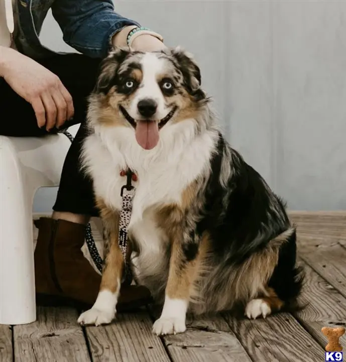 Australian Shepherd stud dog