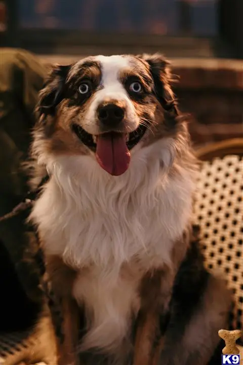 Australian Shepherd stud dog