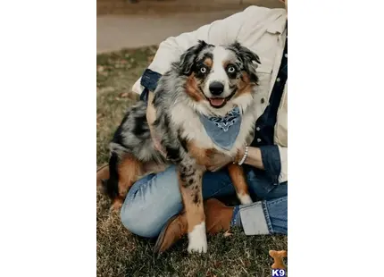 Australian Shepherd