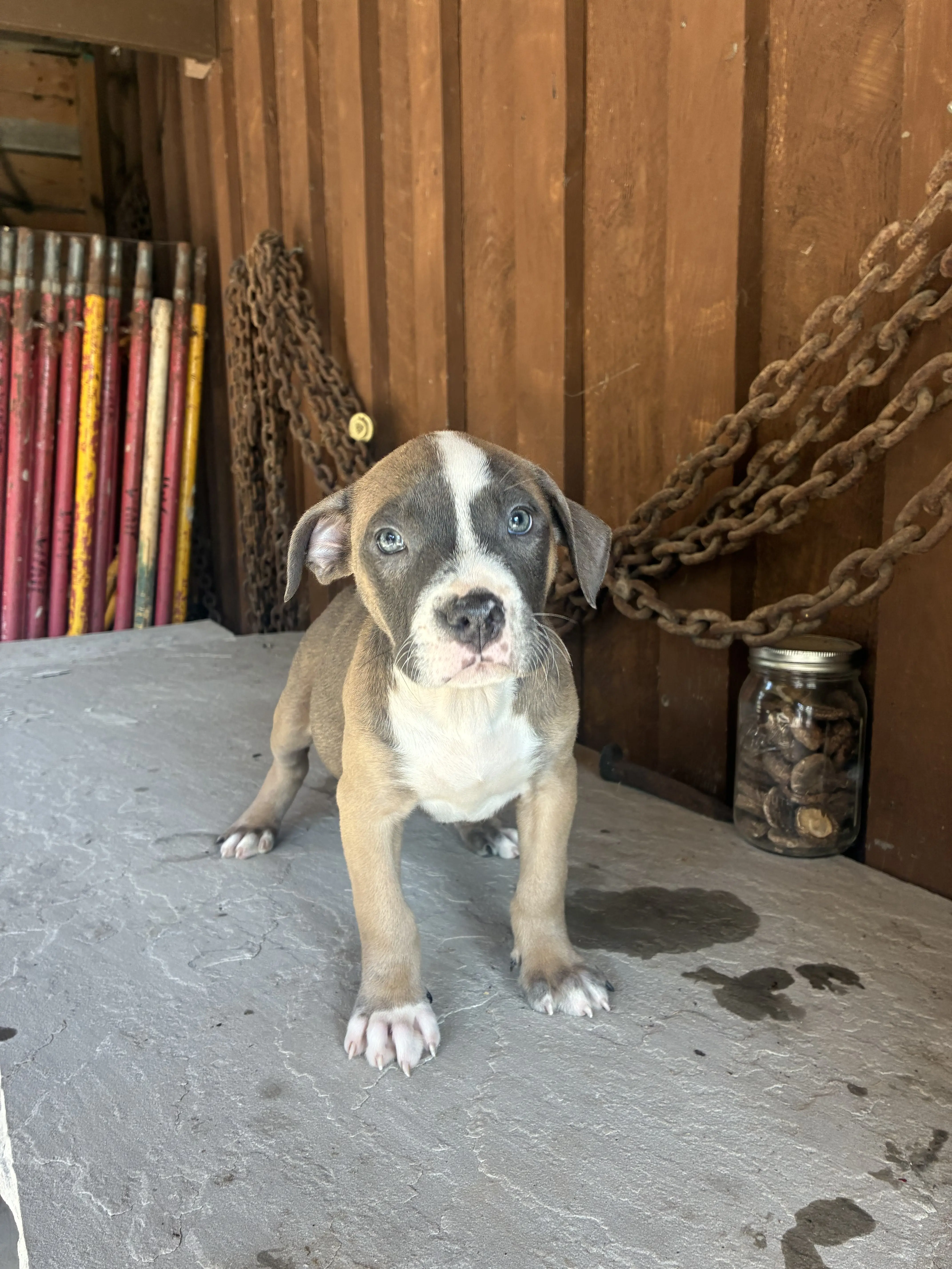 American Bully puppy for sale: Brown and white American Bully puppy standing on a concrete surface