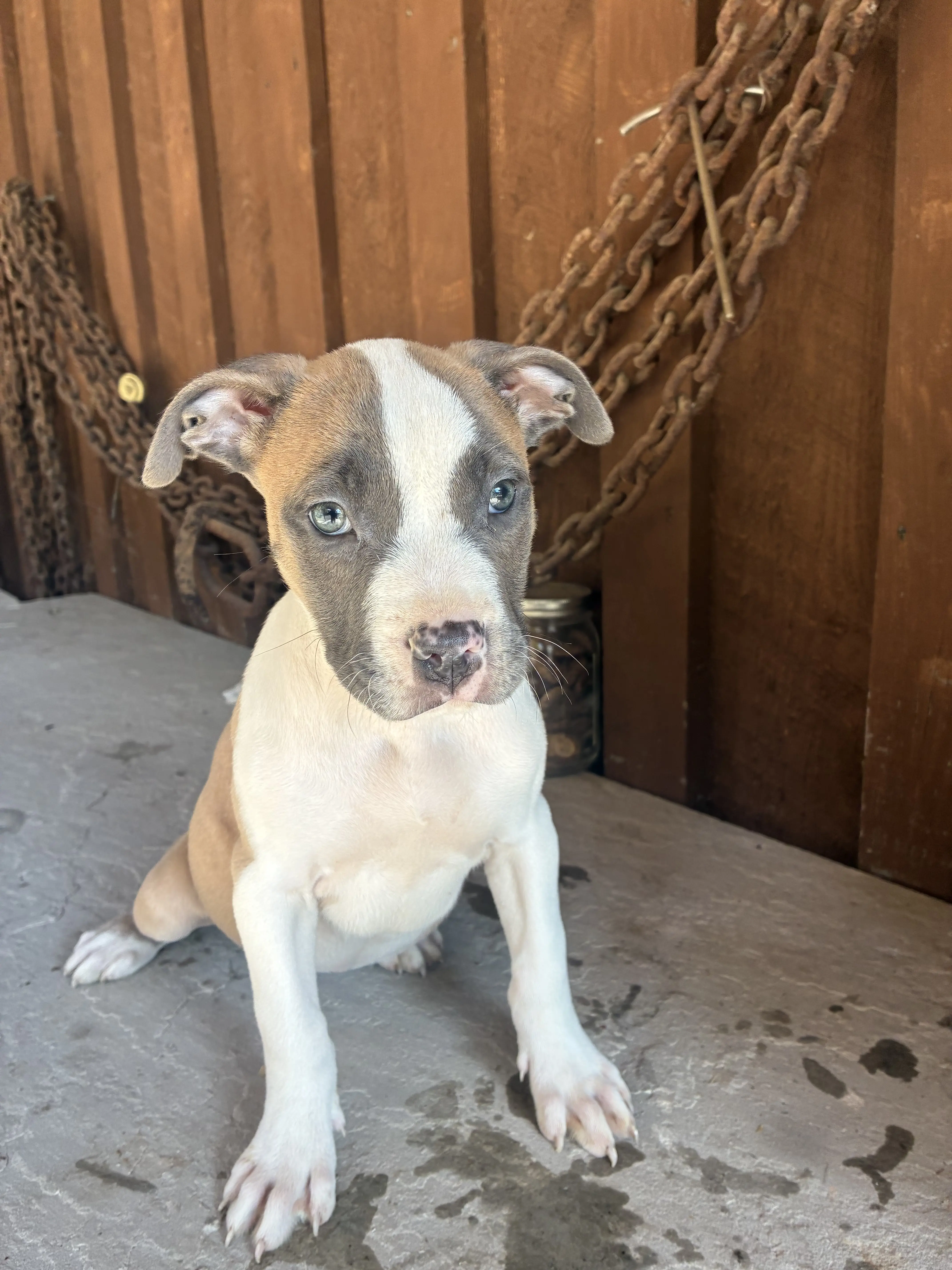 American Bully puppy for sale: Brown and white American Bully puppy sitting on concrete