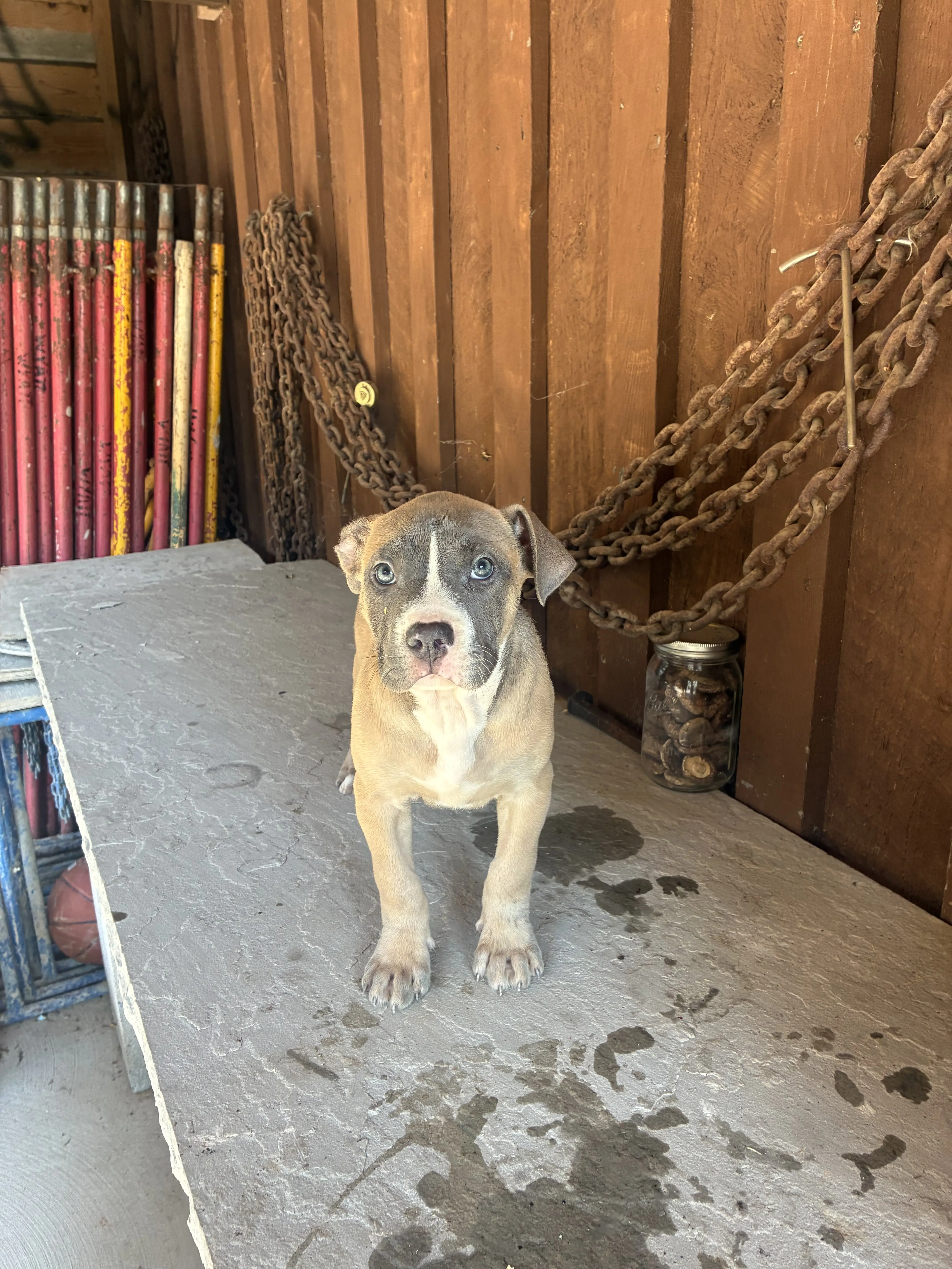 American Bully puppy for sale: Blue and tan American Bully puppy standing on a concrete surface