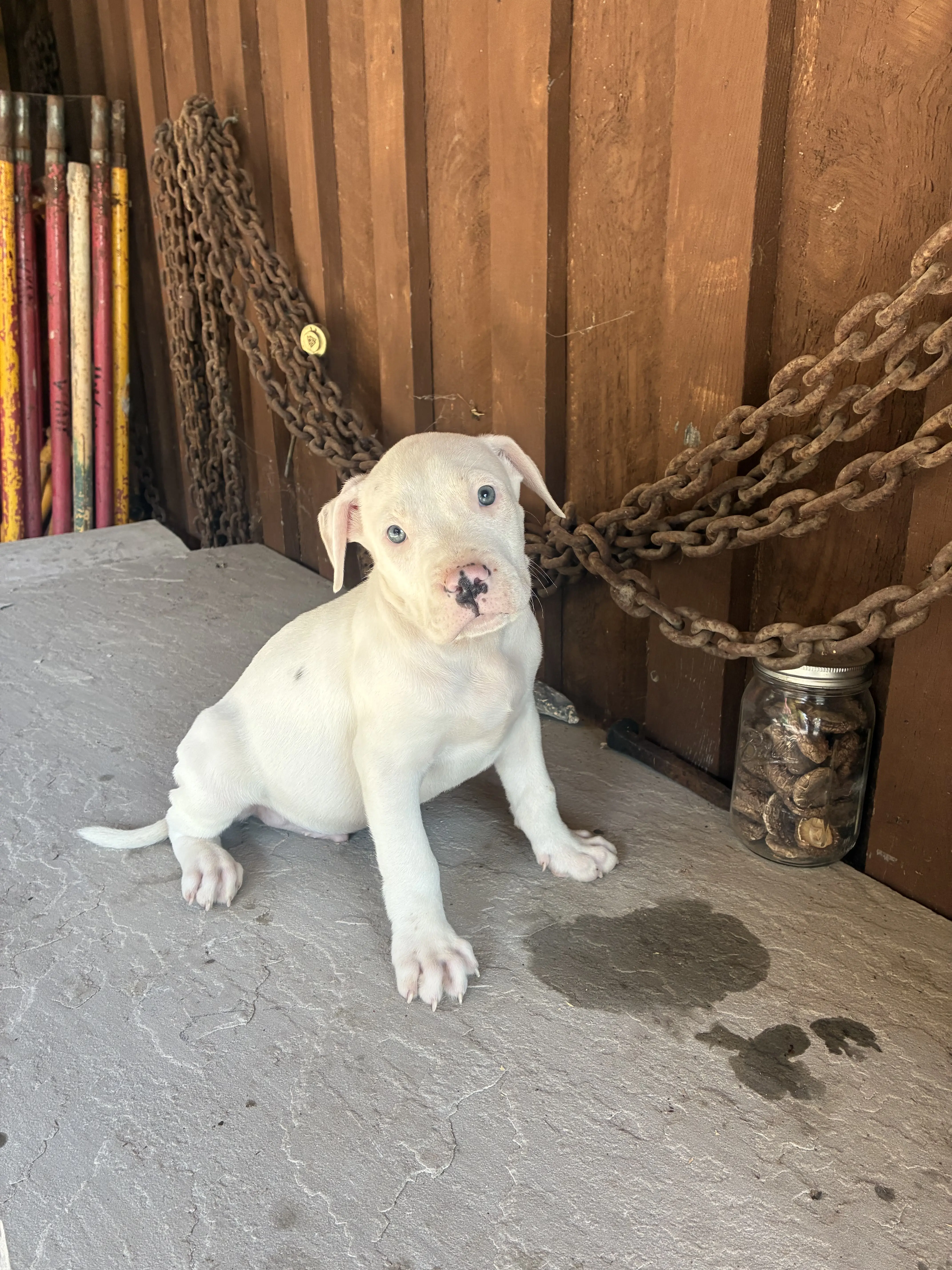 American Bully puppy for sale: White American Bully puppy sitting on a stone surface