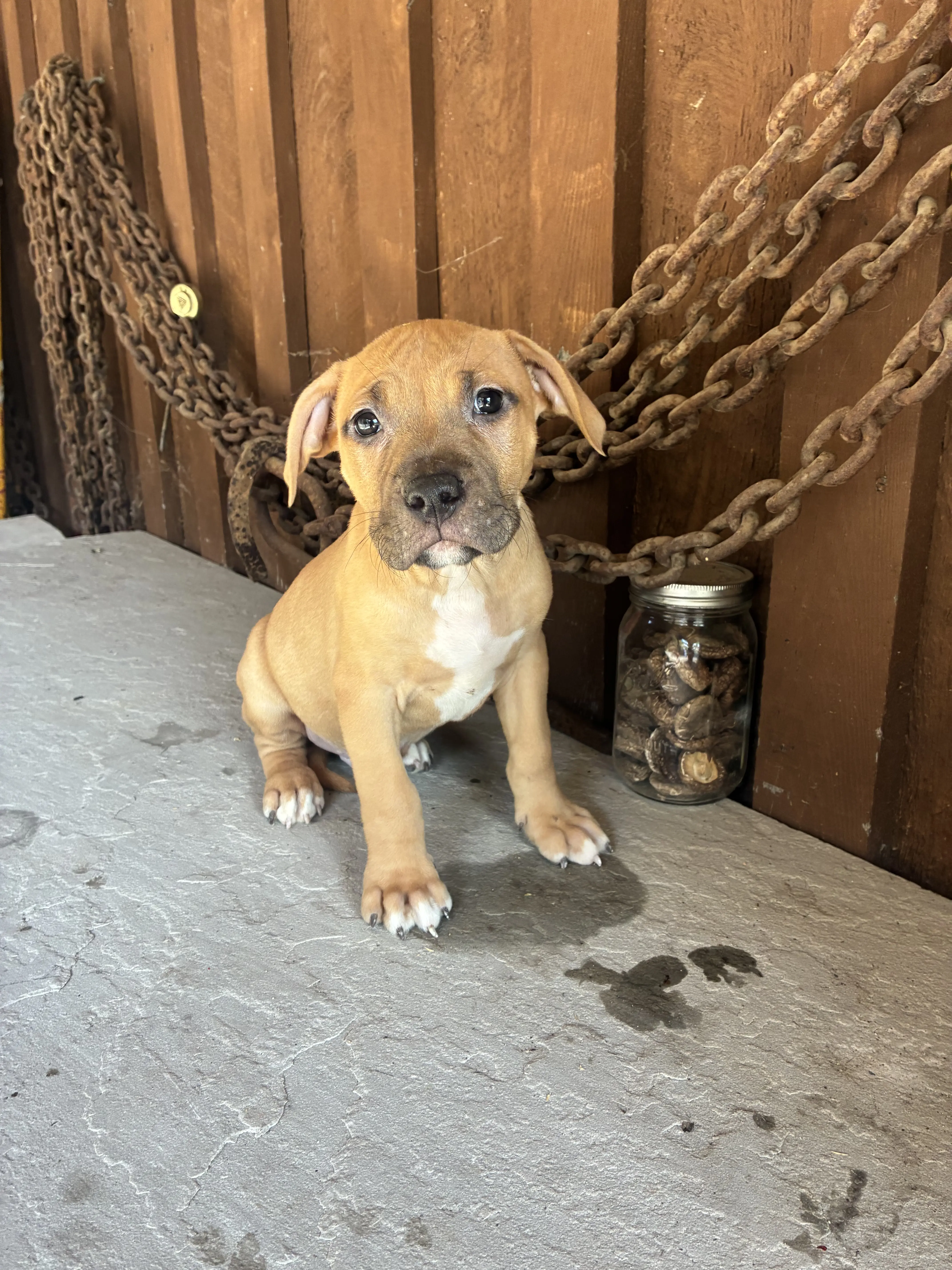 American Bully puppy for sale: Tan American Bully puppy sitting on a concrete surface