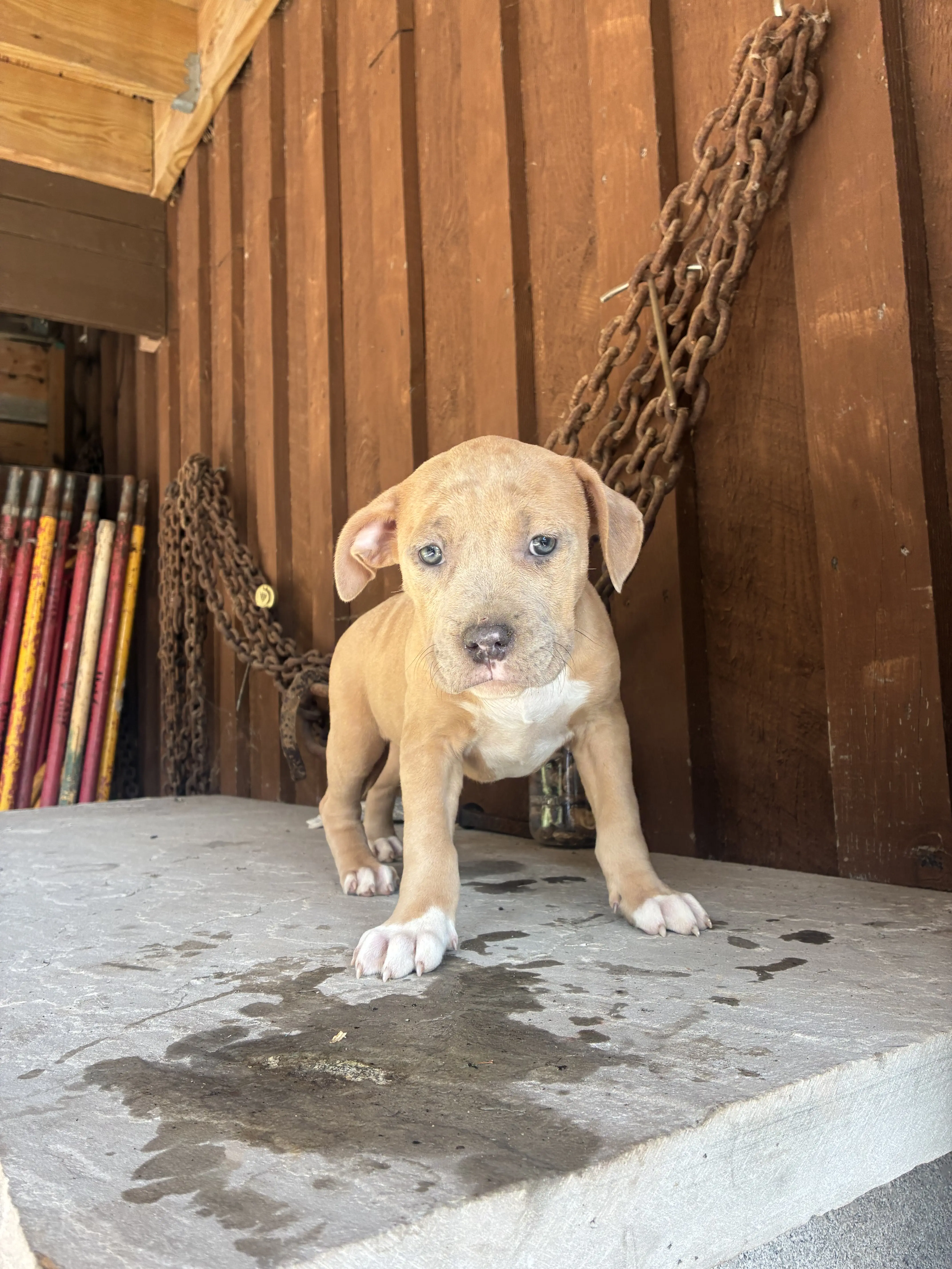 American Bully puppy for sale: Light brown American Bully puppy standing on a stone surface