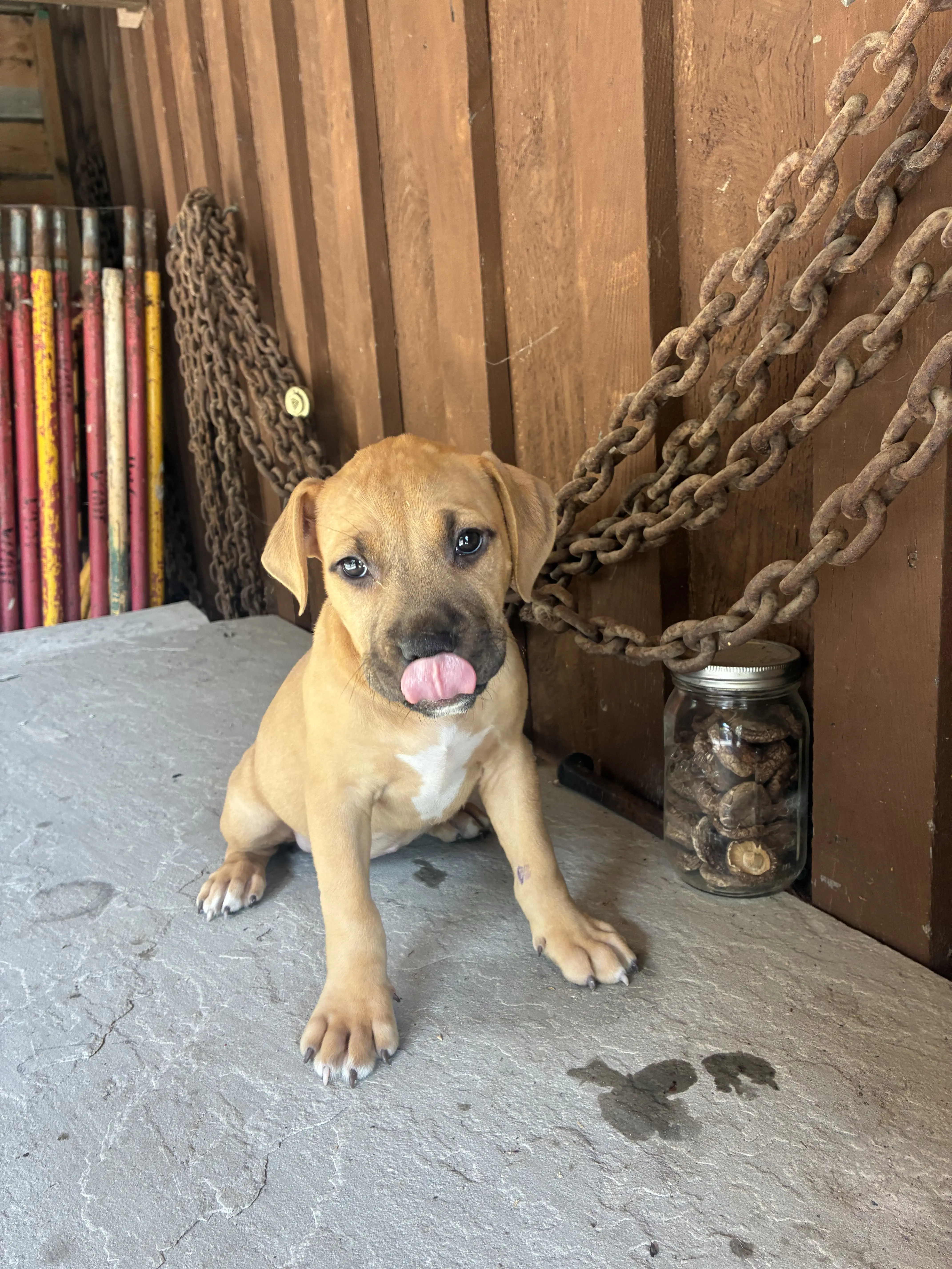 American Bully puppy for sale: Tan American Bully puppy sitting with tongue out in rustic setting