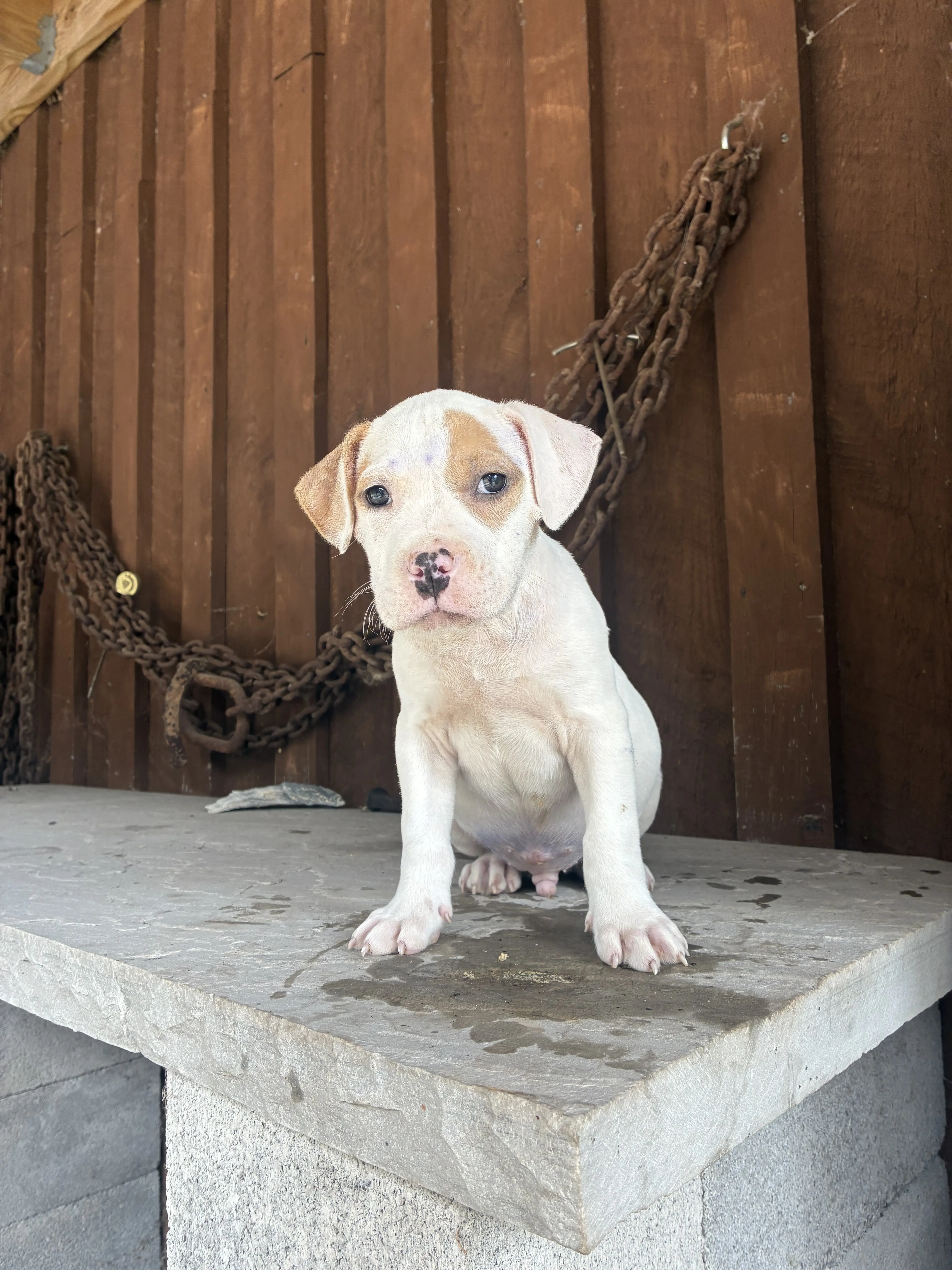 American Bully puppy for sale: White and tan American Bully puppy sitting on a stone ledge