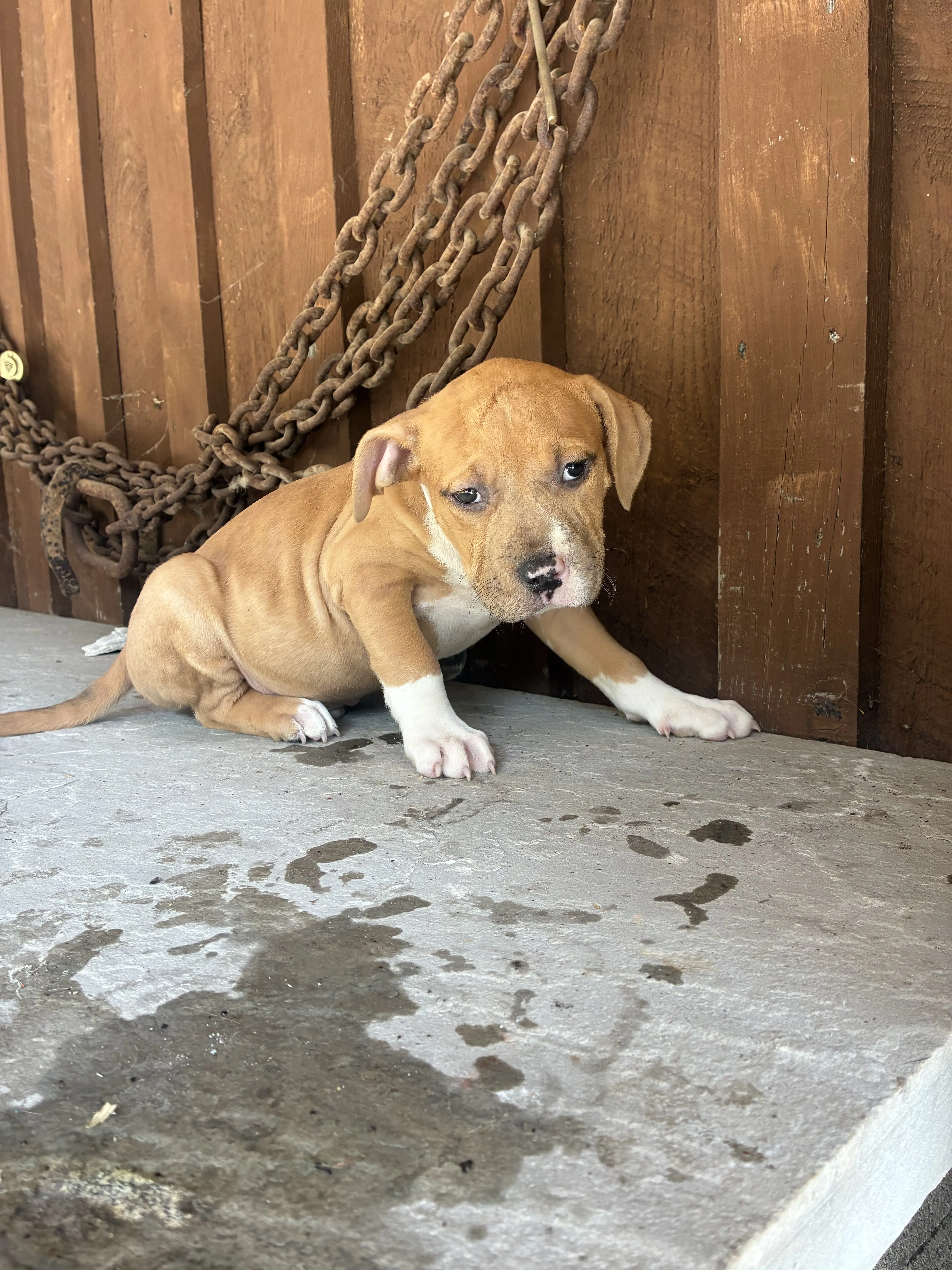American Bully puppy for sale: Tan and white American Bully puppy sitting on a concrete surface