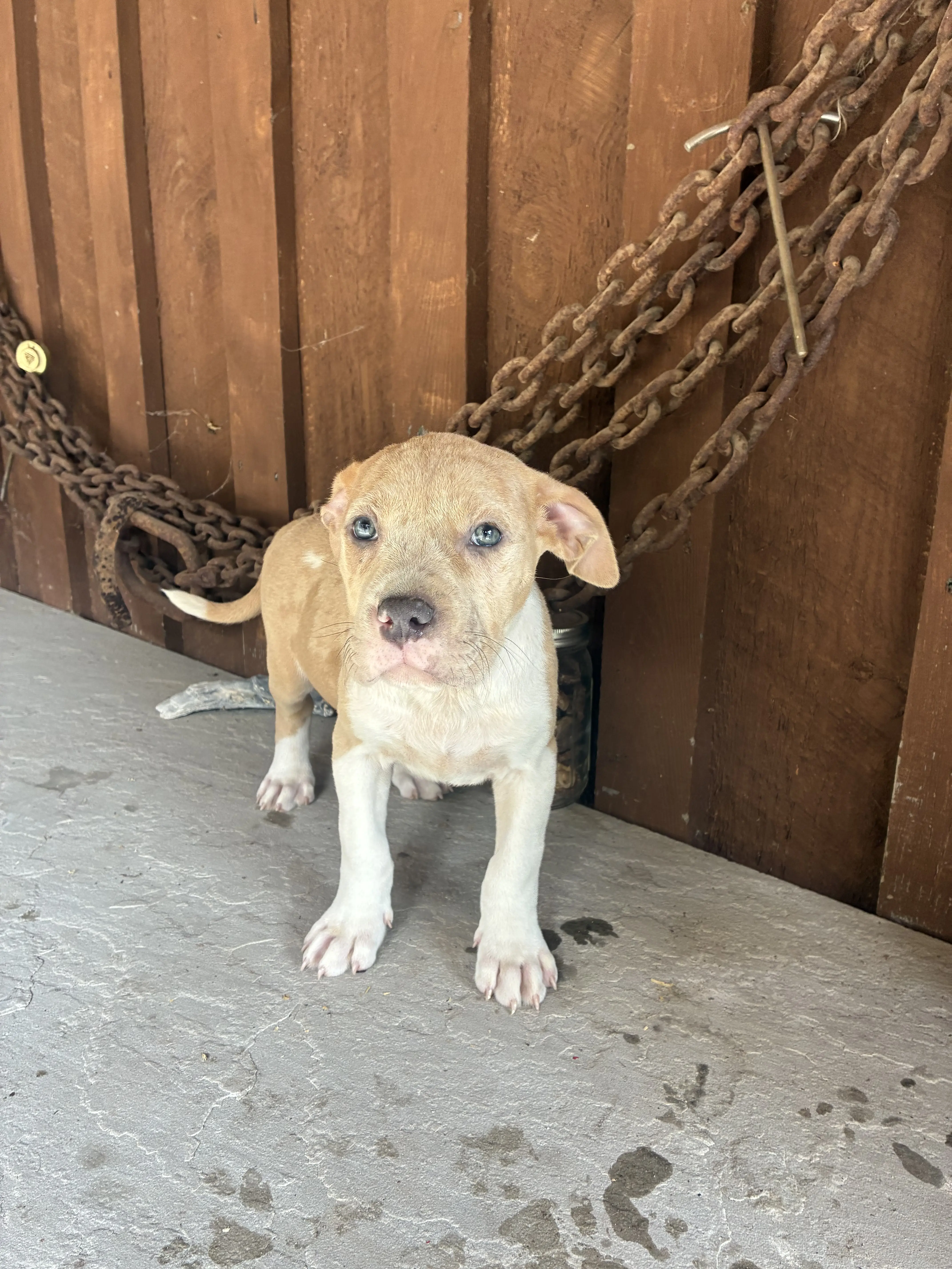 American Bully puppy for sale: Tan and white American Bully puppy standing on concrete floor