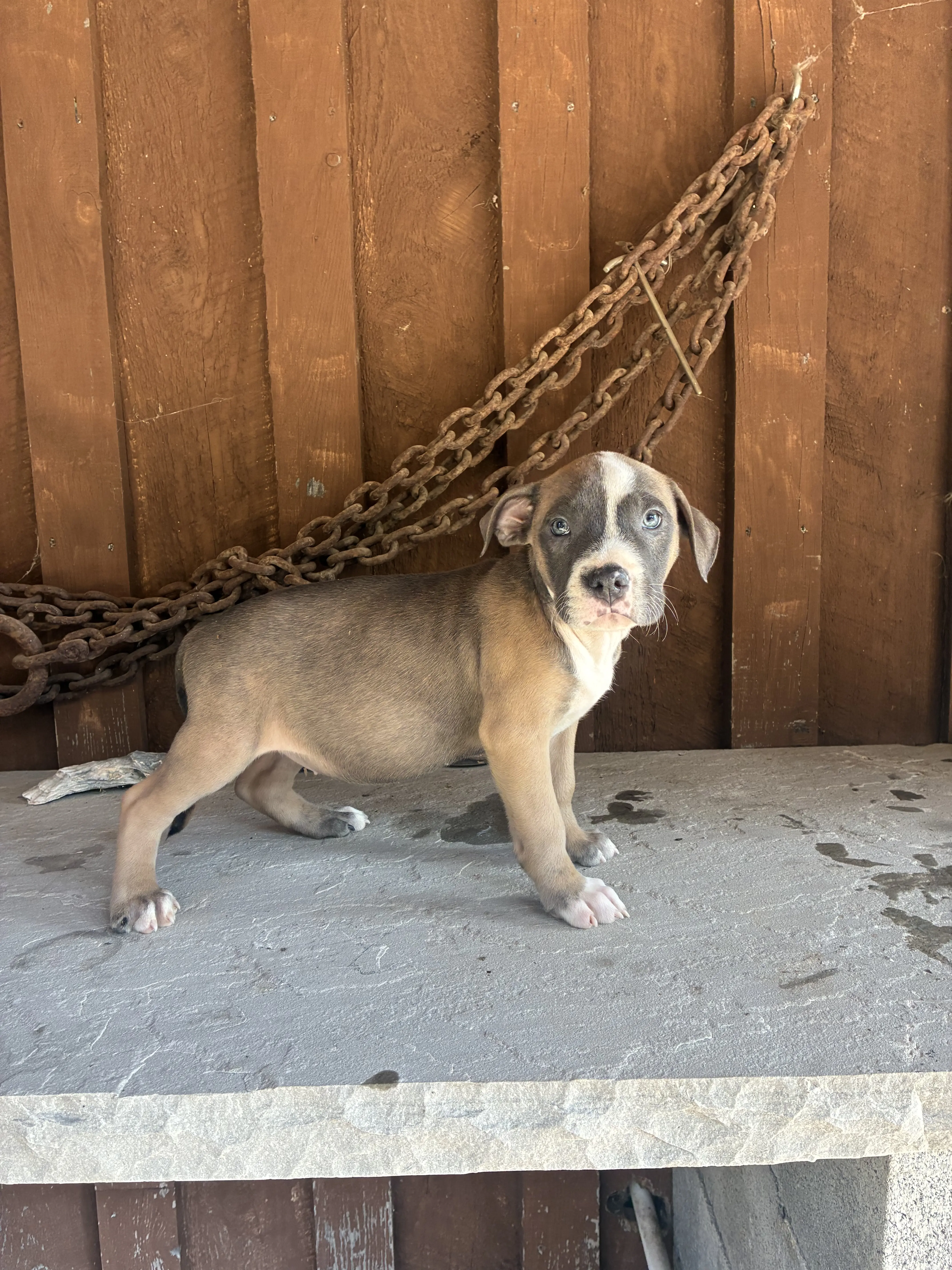 American Bully puppy for sale: Brown and white American Bully puppy standing on a stone surface