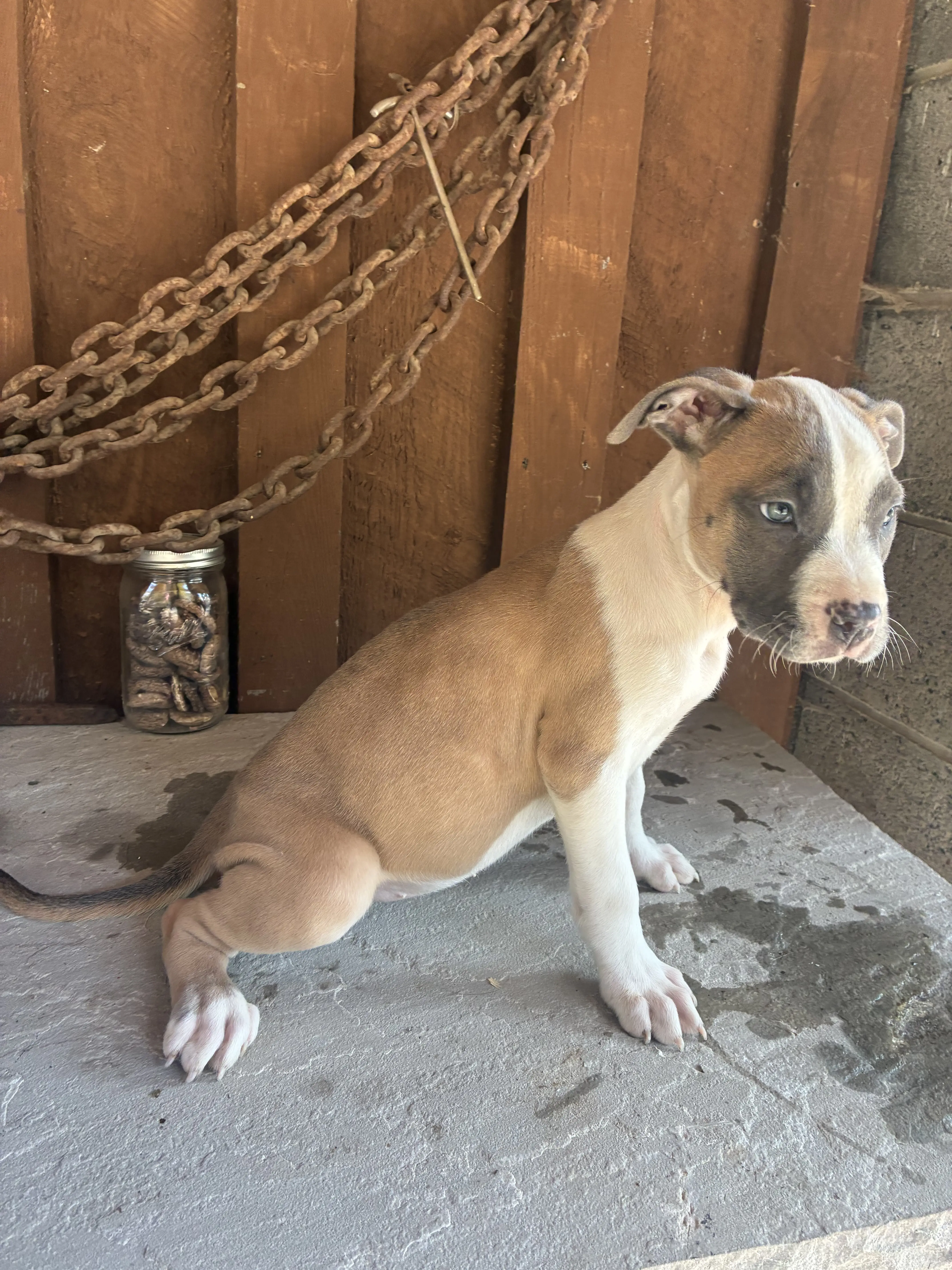 American Bully puppy for sale: Brown and white American Bully puppy sitting on a stone surface