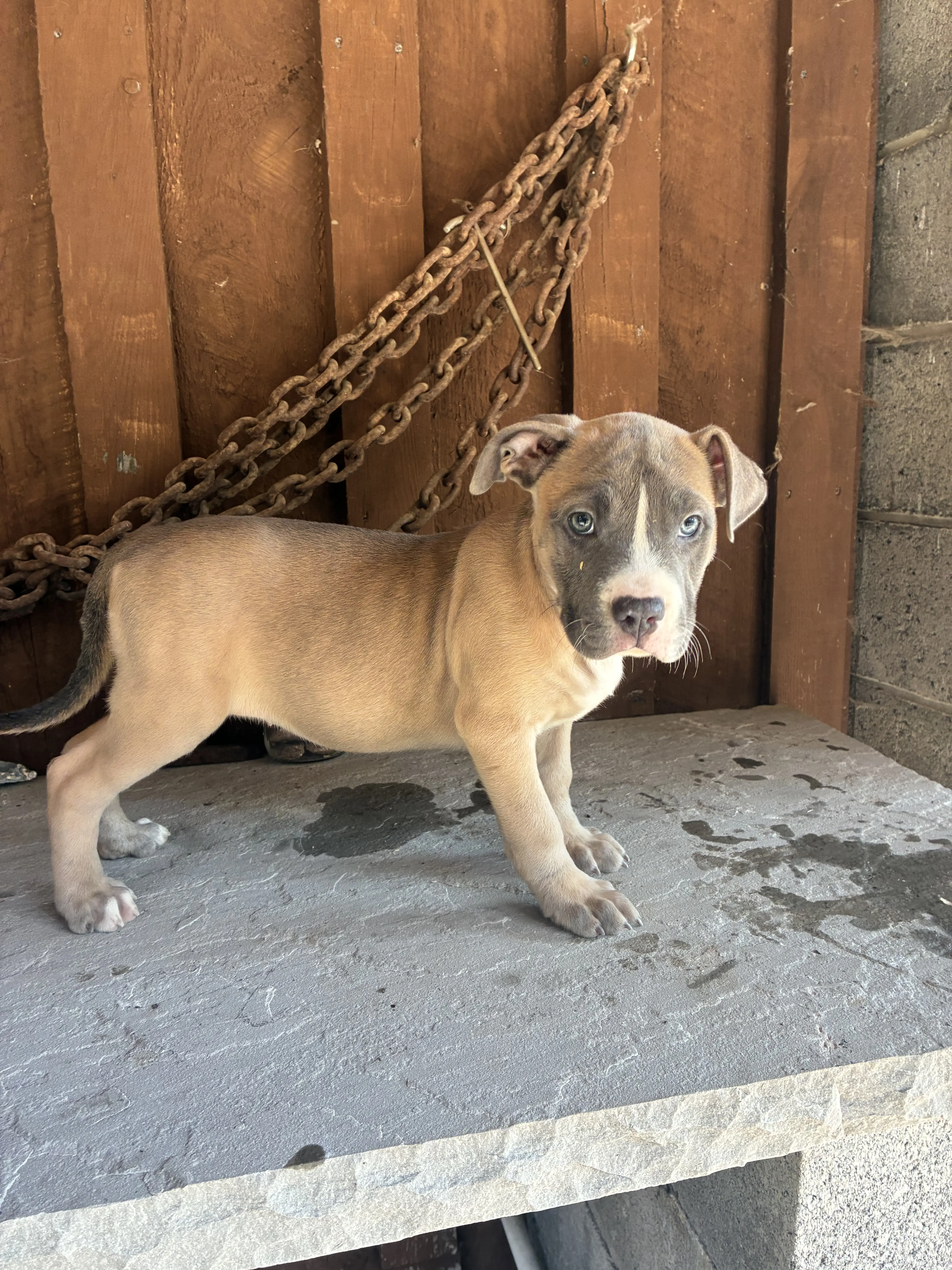 American Bully puppy for sale: Brown and gray American Bully puppy standing on a stone surface