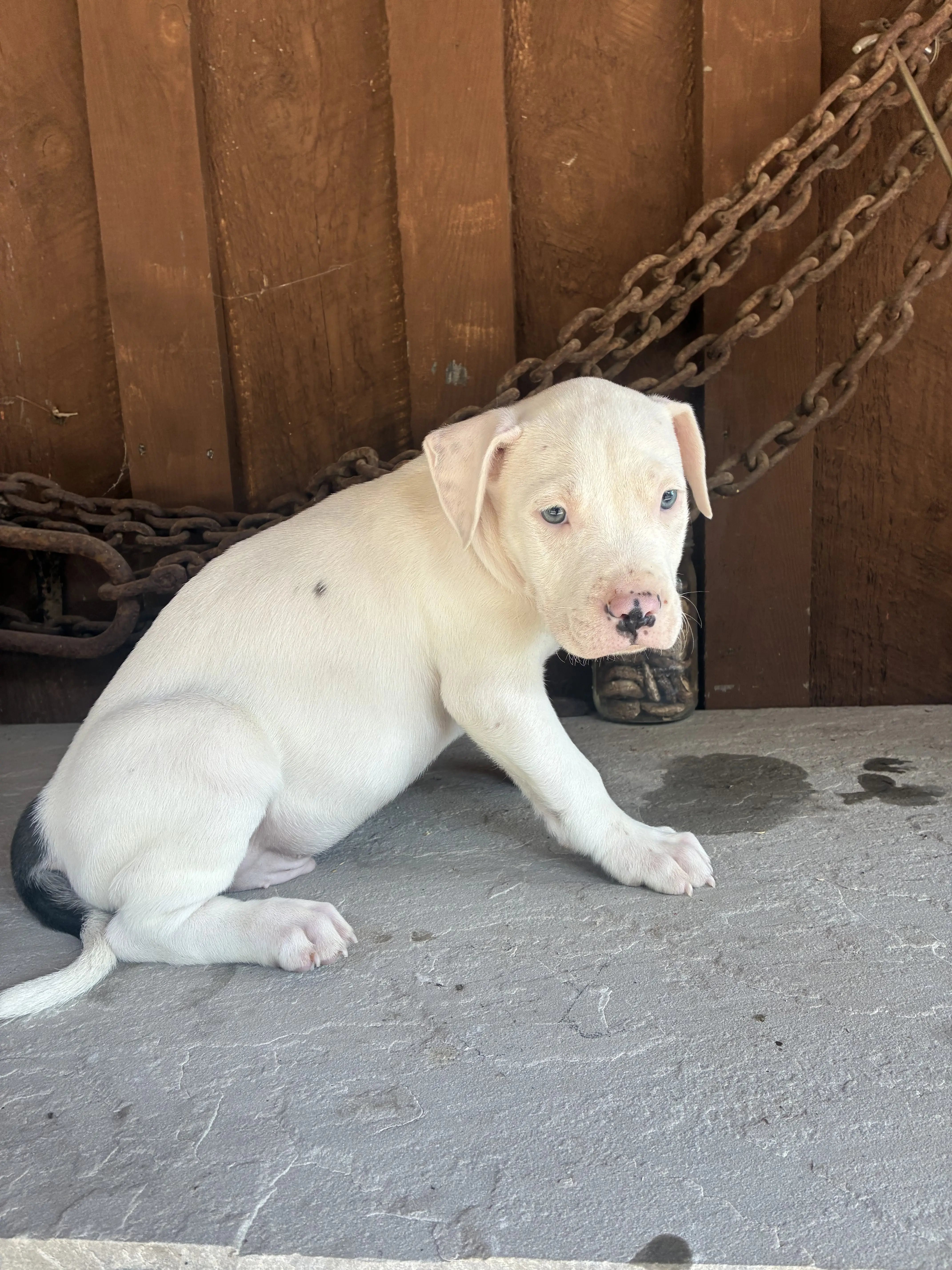 American Bully puppy for sale: White American Bully puppy sitting on a stone surface