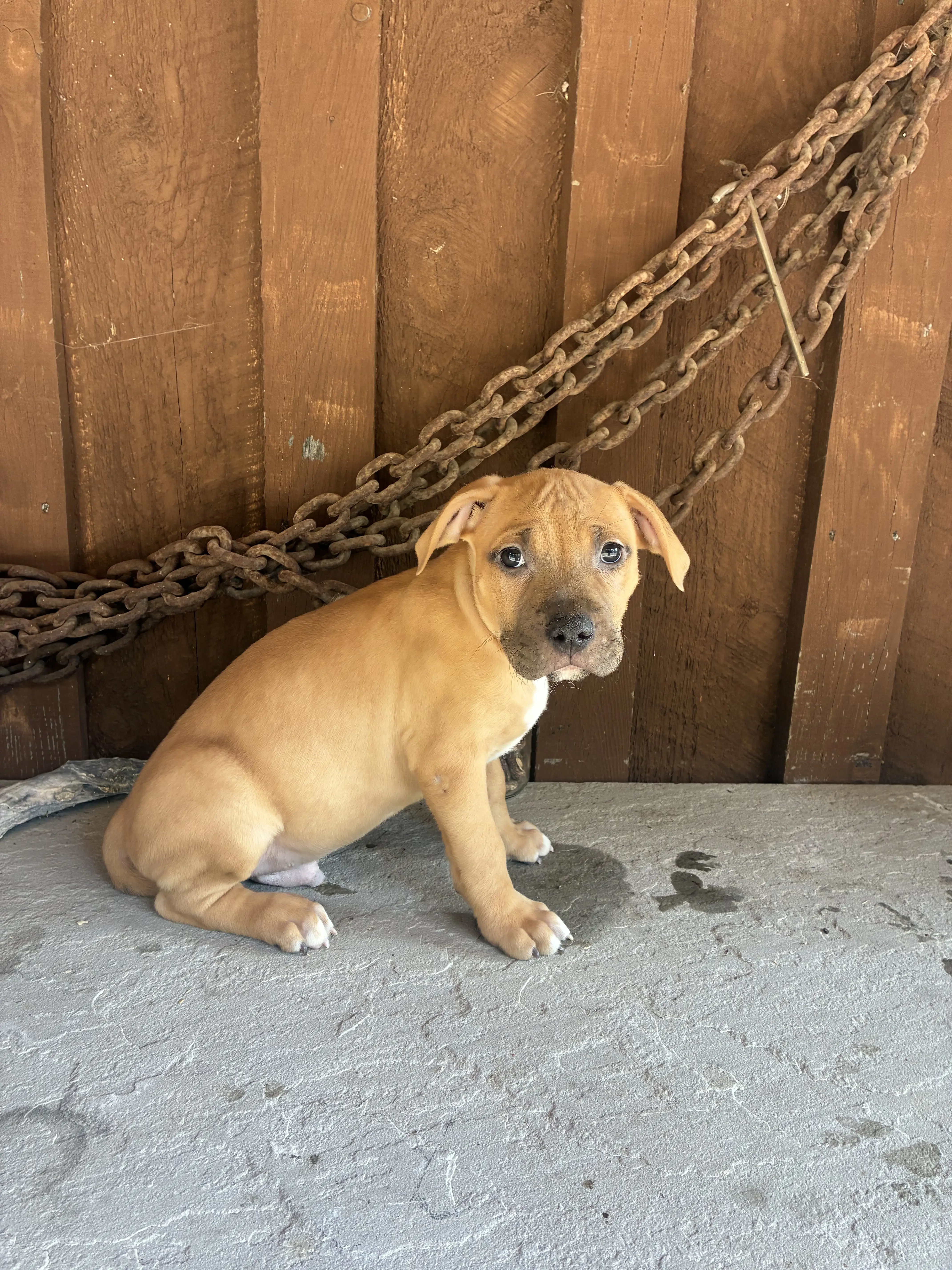 American Bully puppy for sale: Tan American Bully puppy sitting on a concrete surface