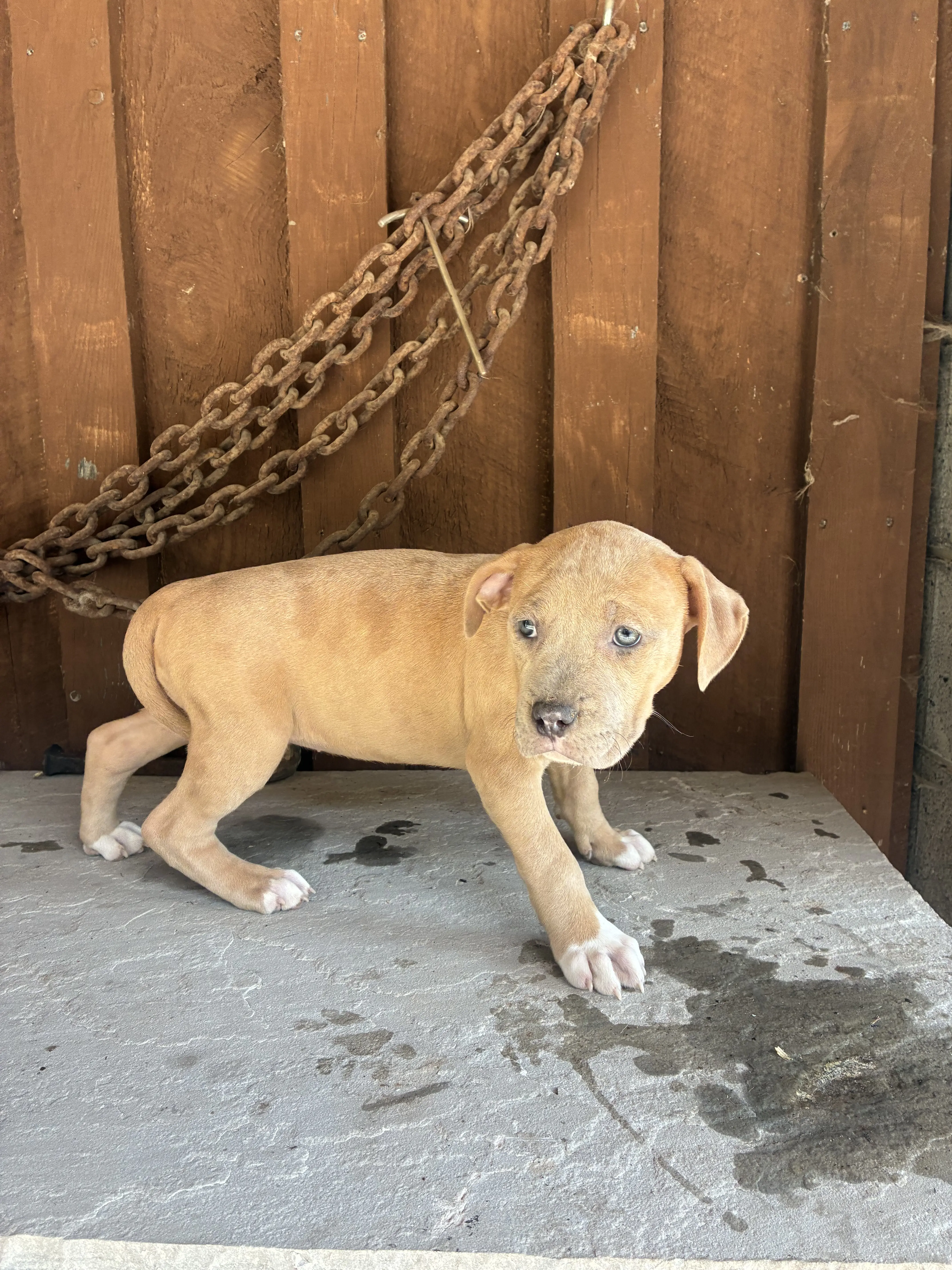 American Bully puppy for sale: Light brown American Bully puppy with blue eyes, standing on a stone surface