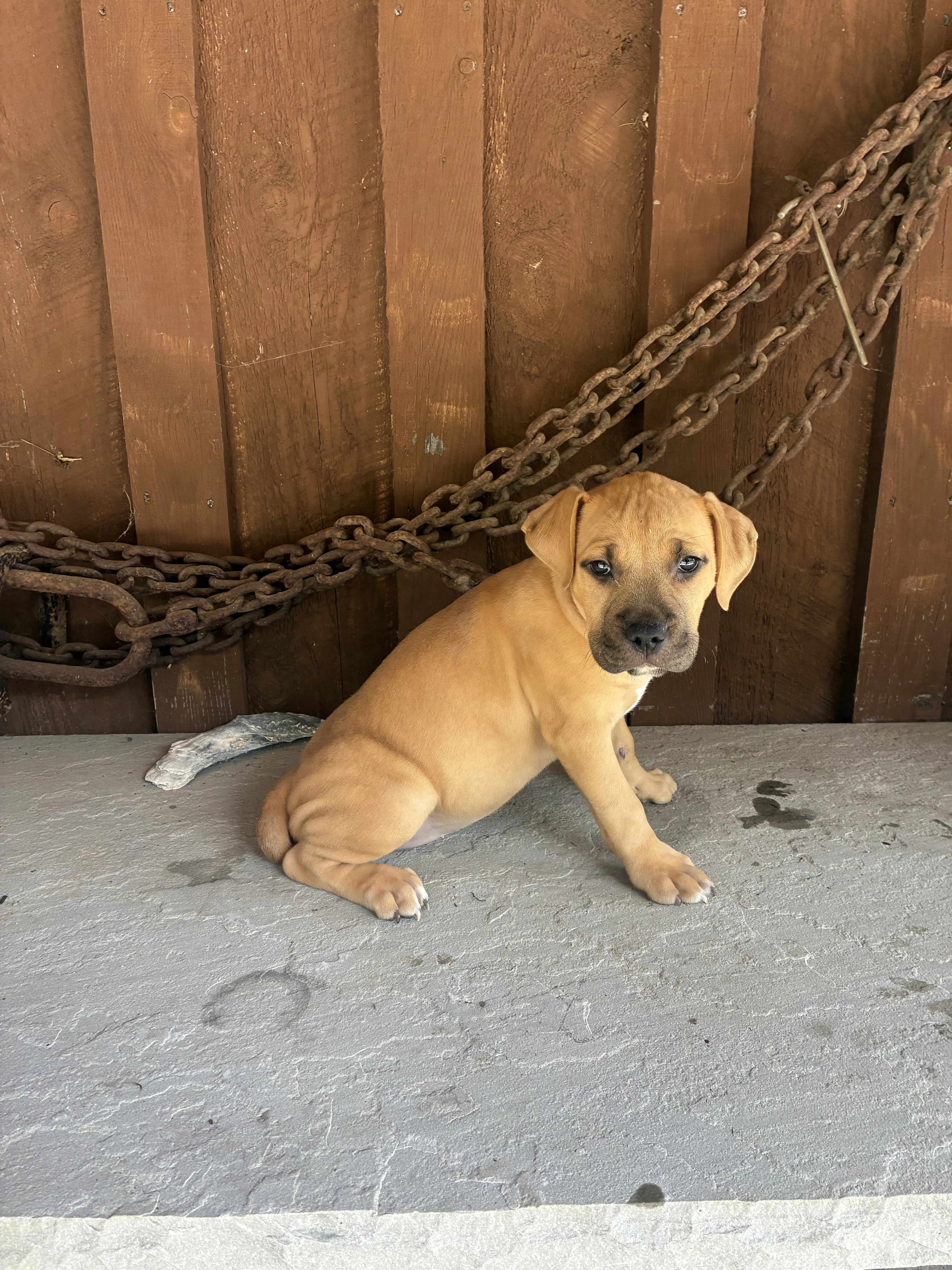 American Bully puppy for sale: Tan American Bully puppy sitting on a concrete surface