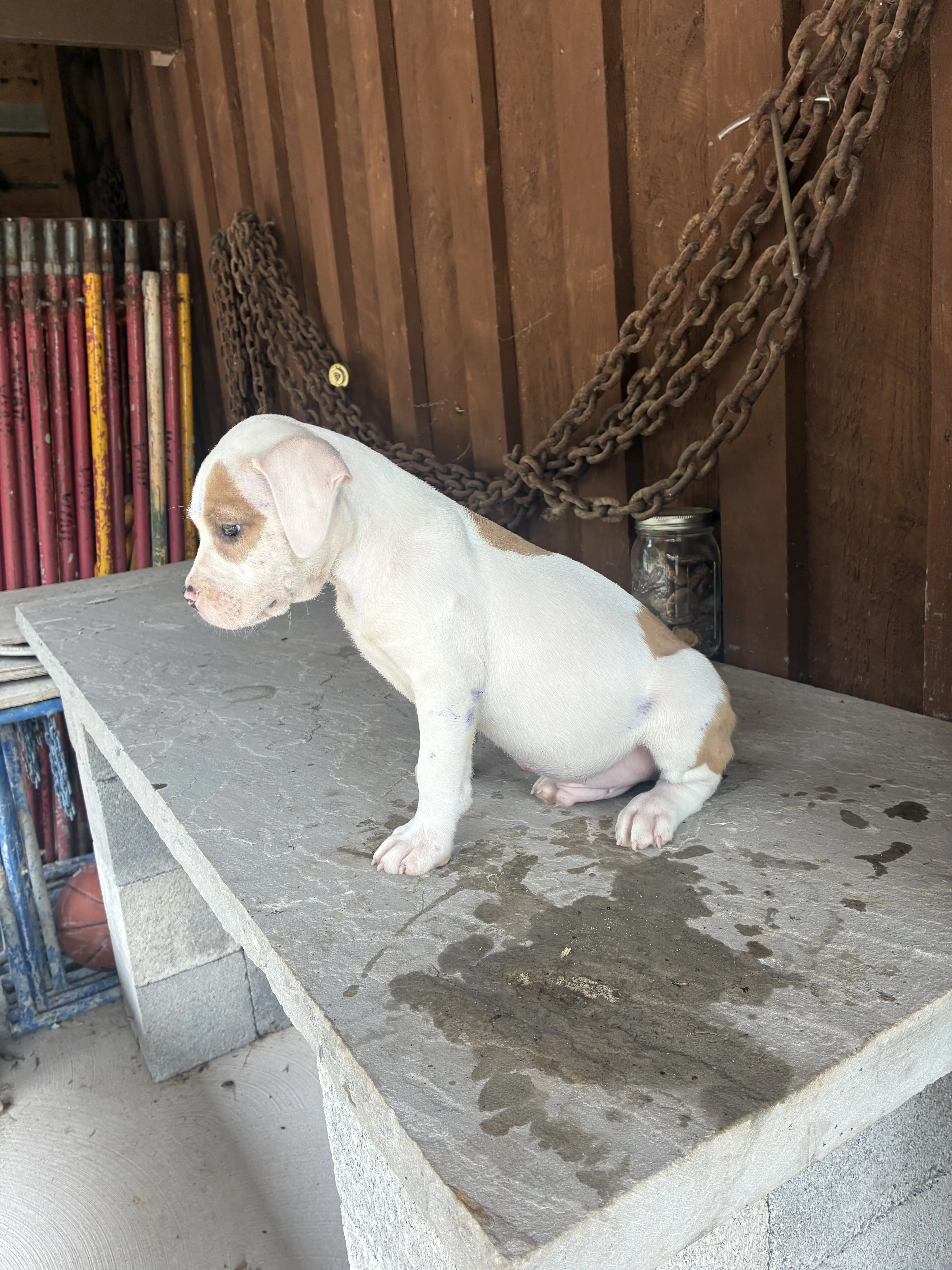 American Bully puppy for sale: White puppy with brown patches sitting on a stone surface