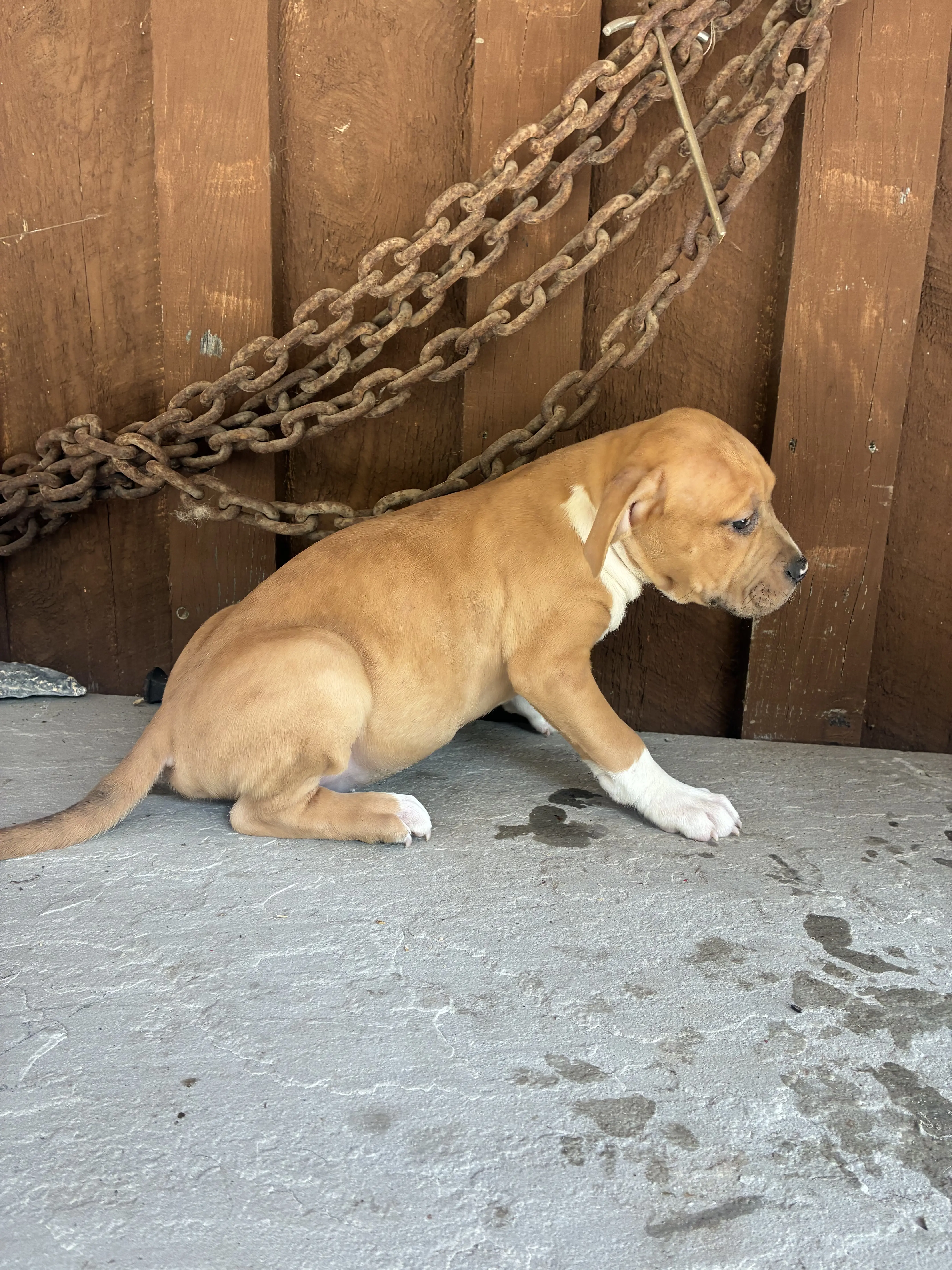 American Bully puppy for sale: Tan American Bully puppy sitting against a wooden wall