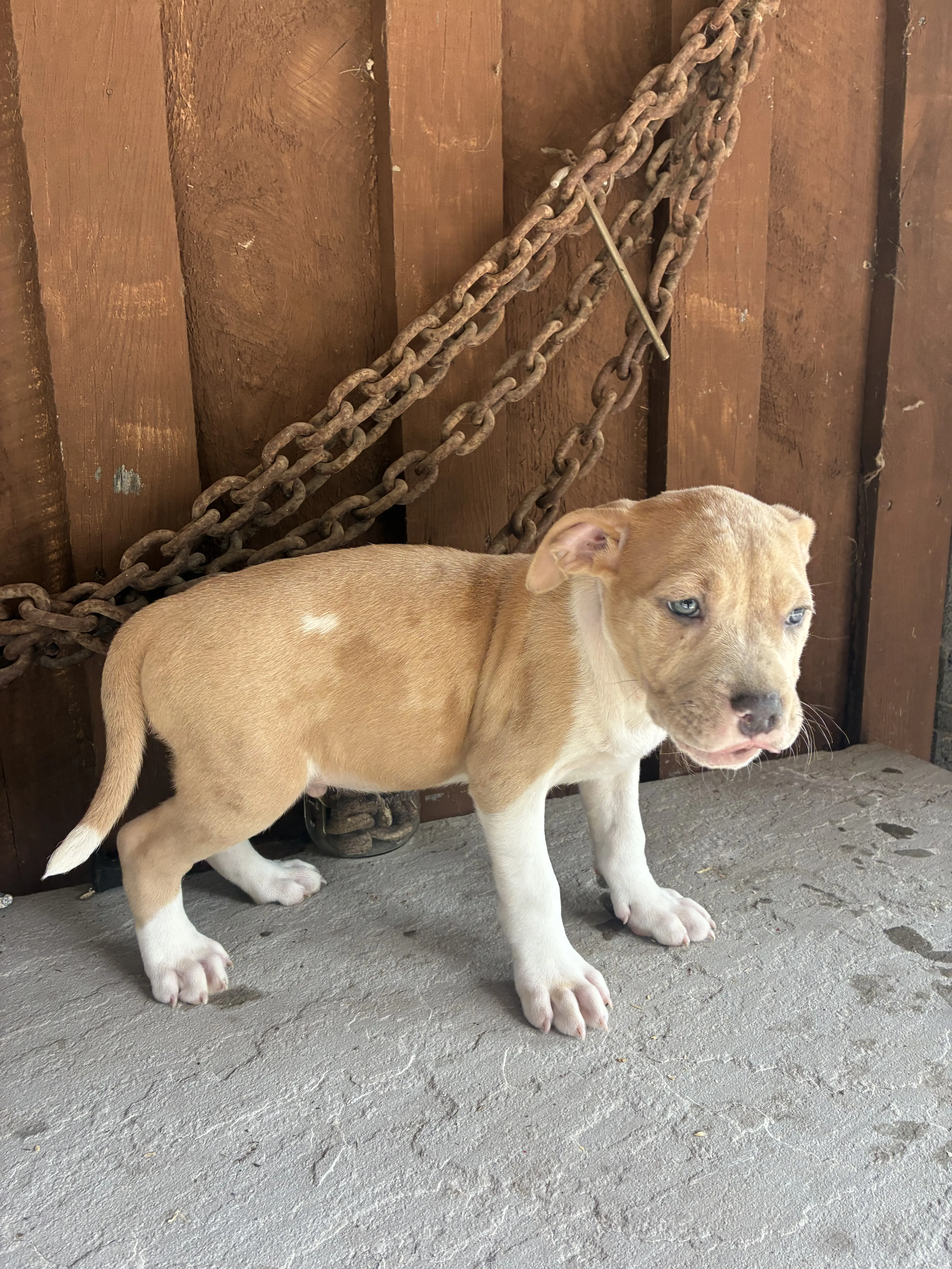 American Bully puppy for sale: Tan and white American Bully puppy standing on concrete floor